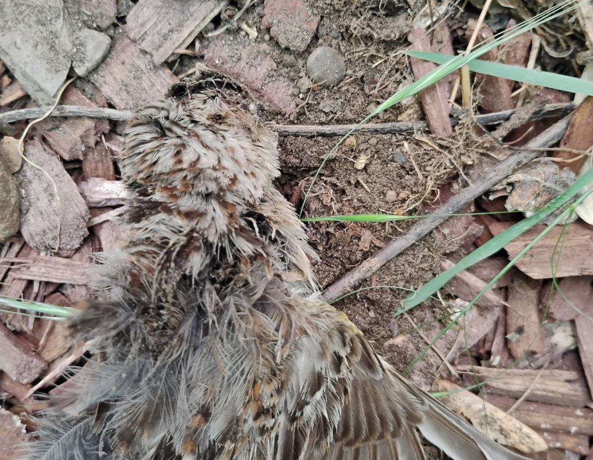 Grasshopper Sparrow - ML636554079