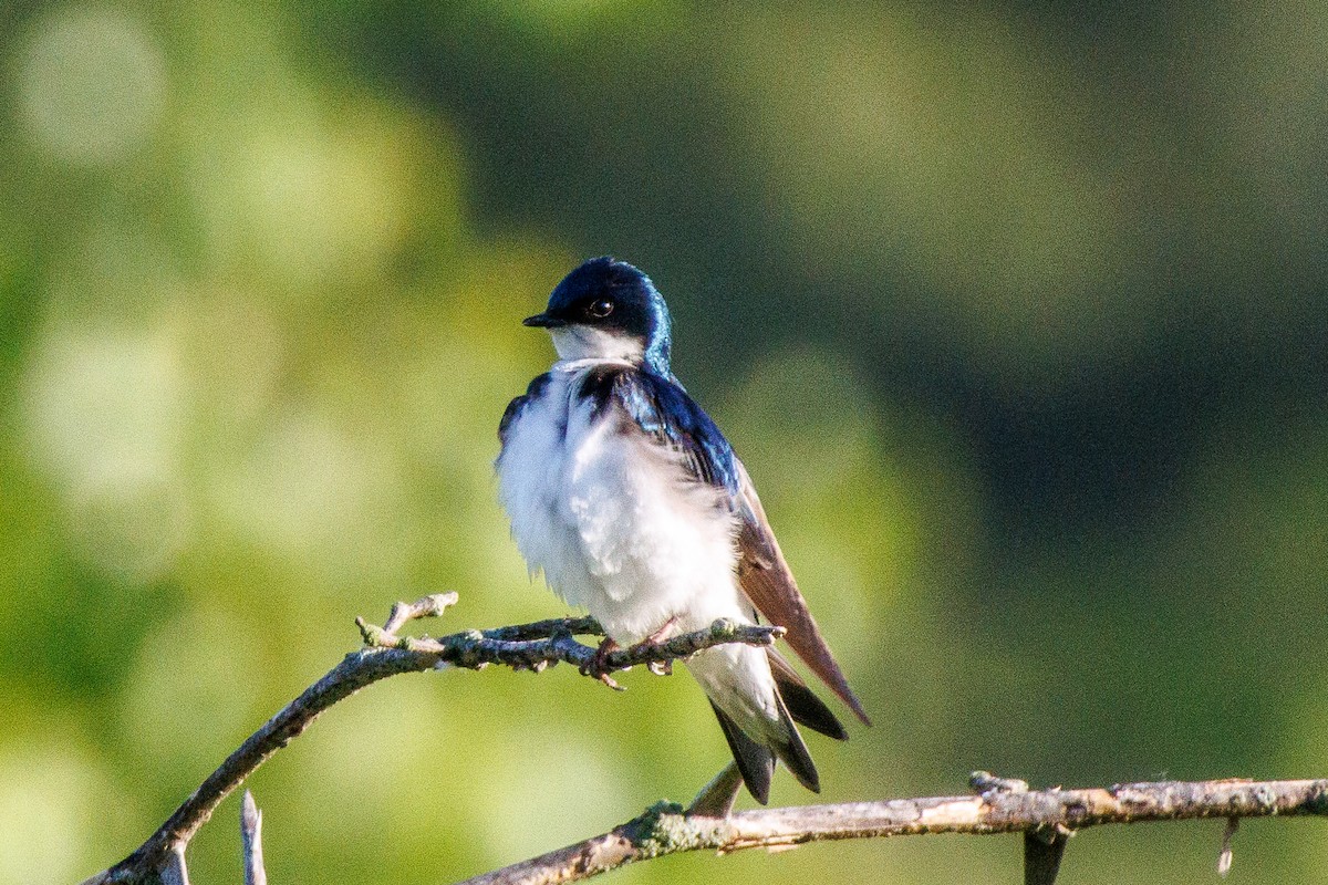 Tree Swallow - ML636554116
