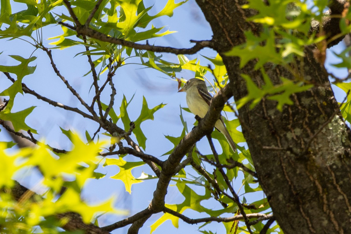 Eastern Wood-Pewee - ML636554119