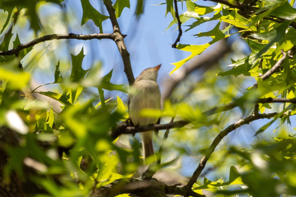 Eastern Wood-Pewee - ML636554124
