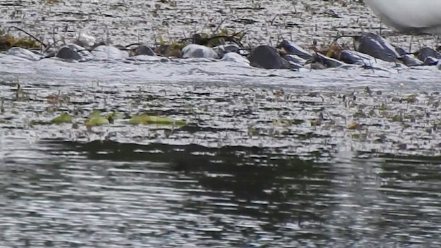 Little Cormorant - ML636554128