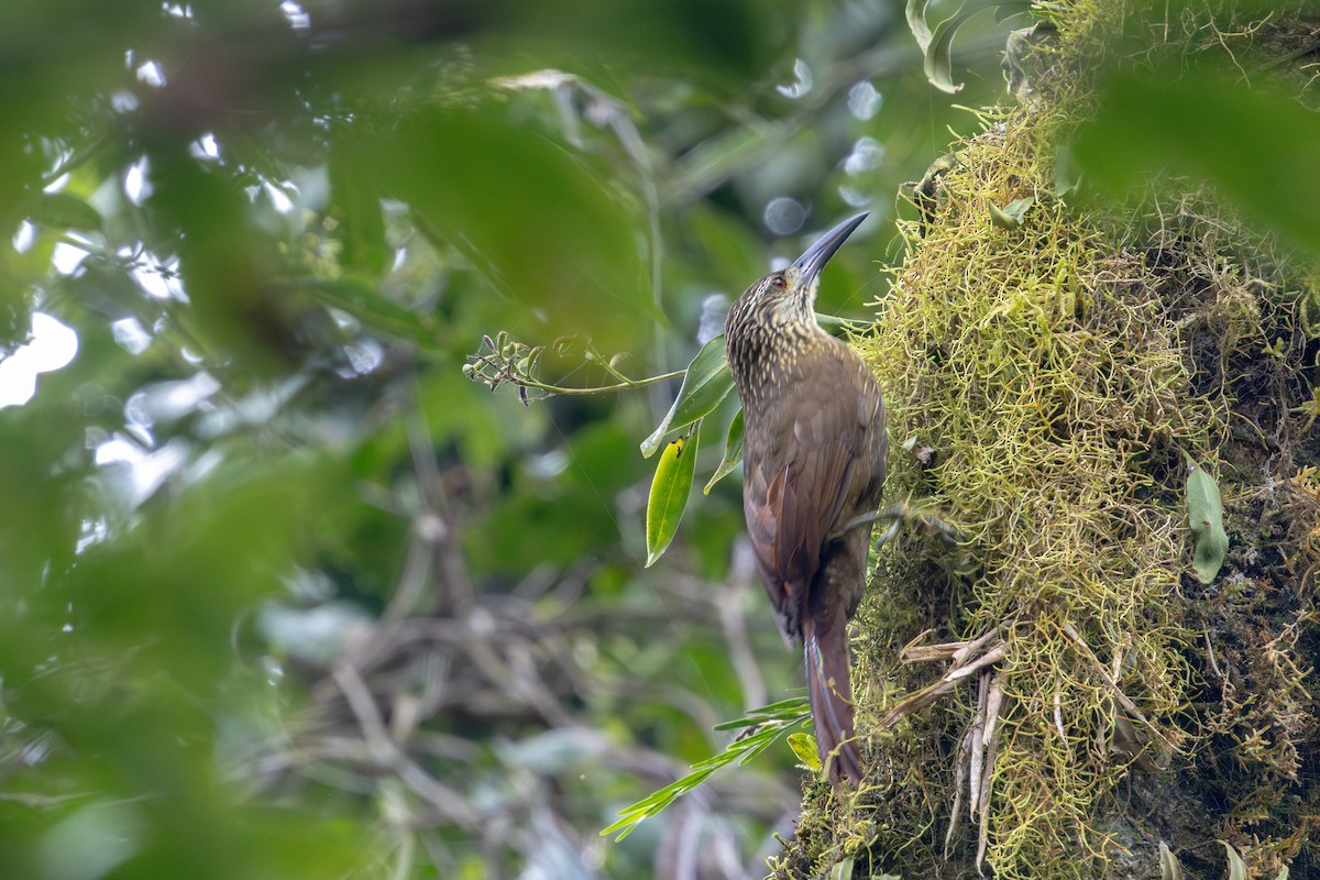 White-throated Woodcreeper - ML636554131