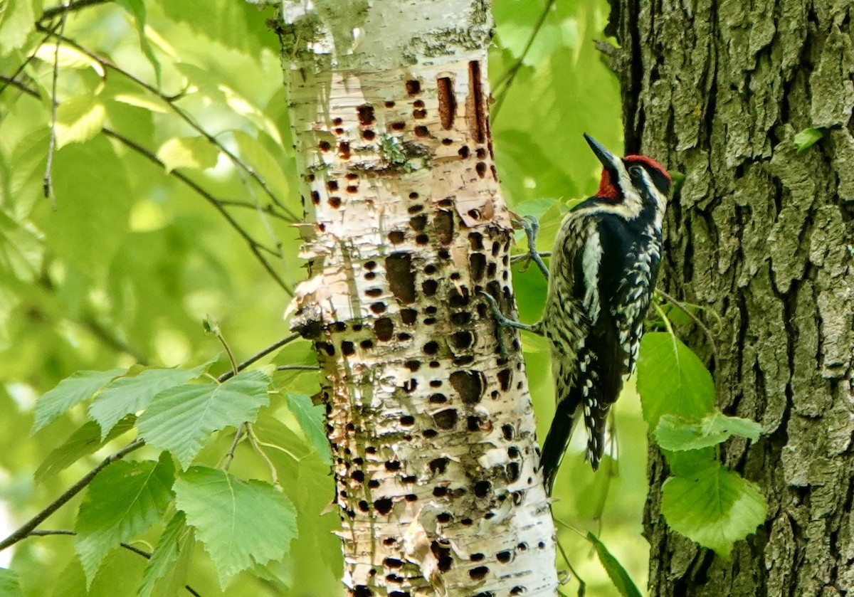 Yellow-bellied Sapsucker - ML636554386