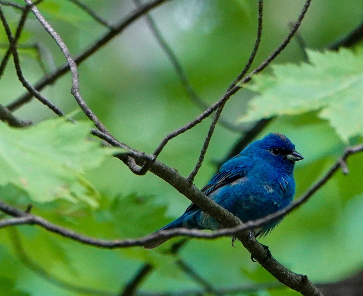 Indigo Bunting - ML636554397