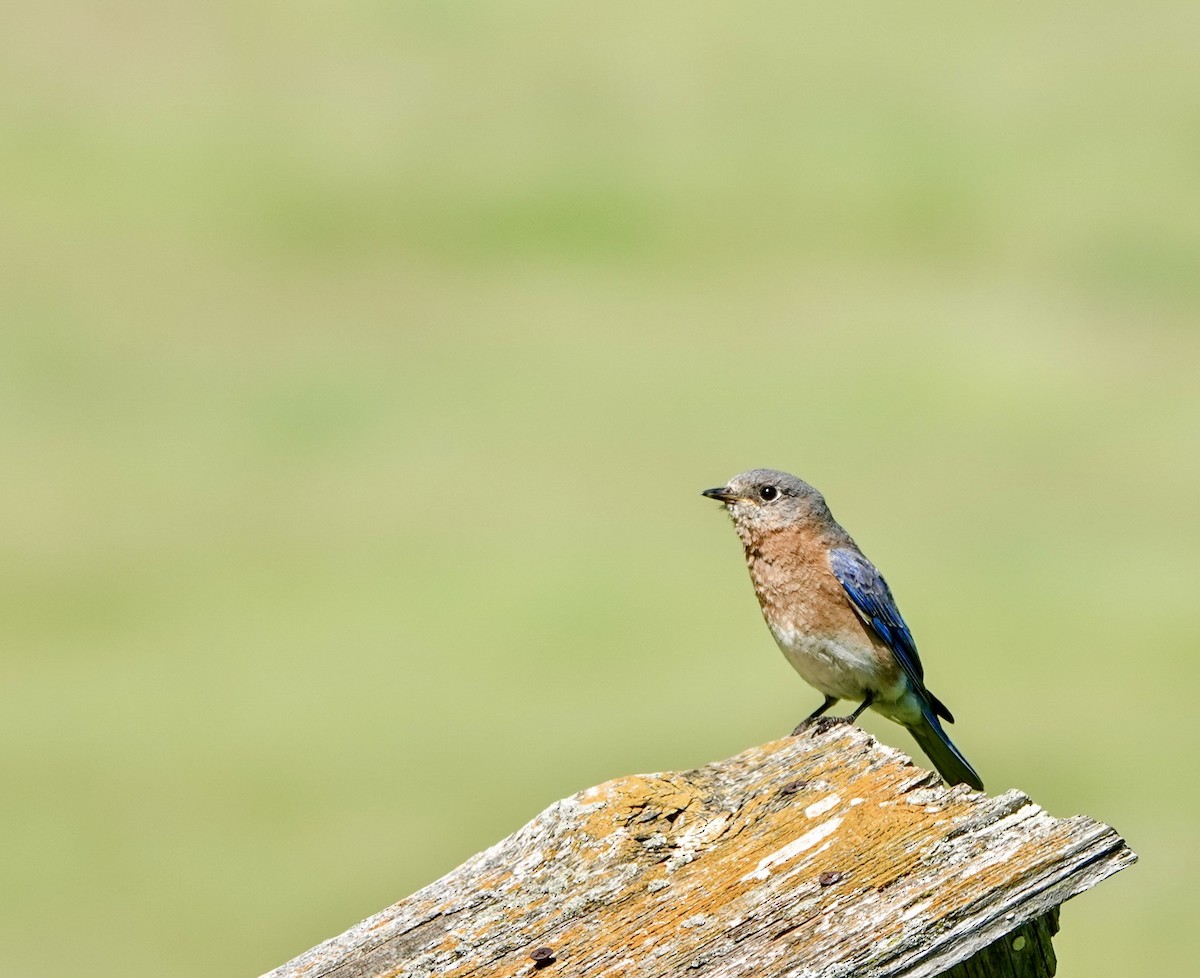 Eastern Bluebird - ML636554406