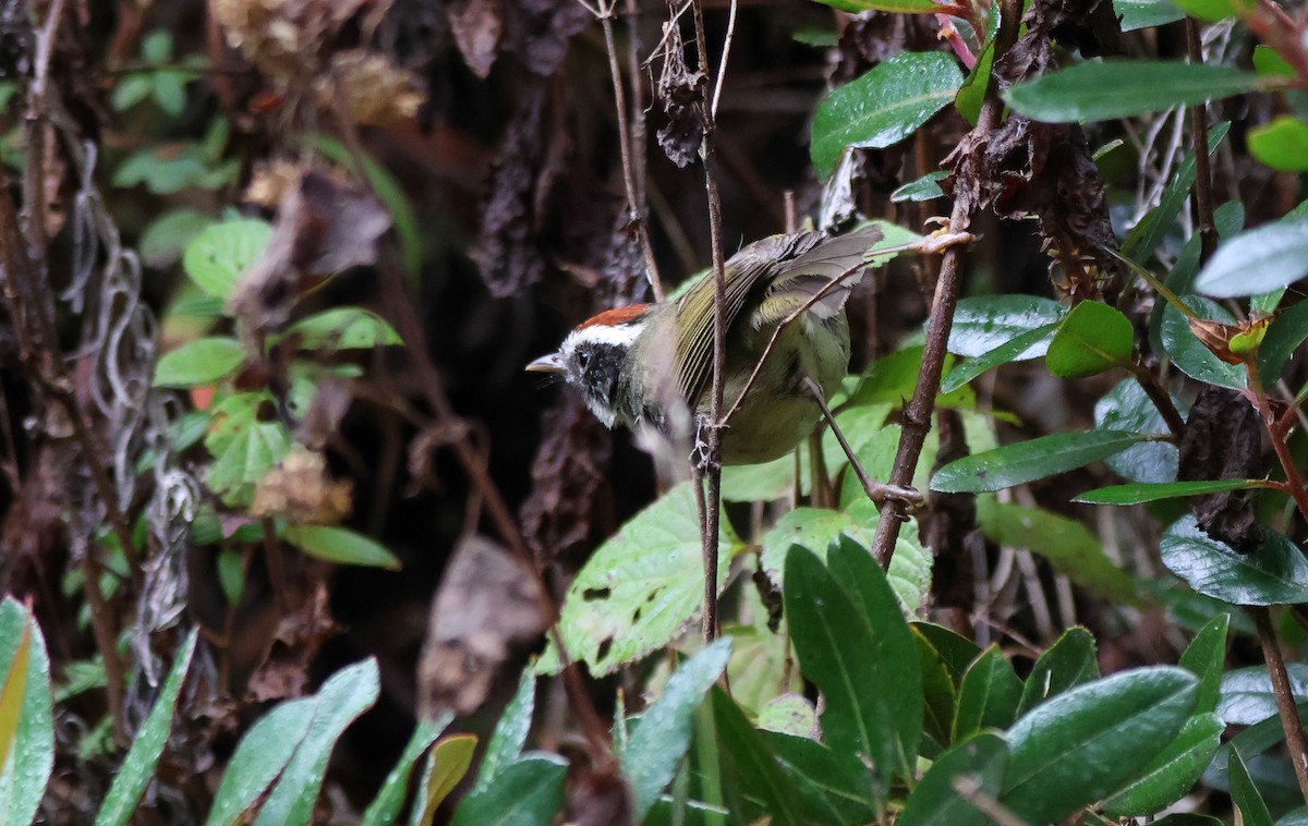 Black-cheeked Warbler - ML636554444