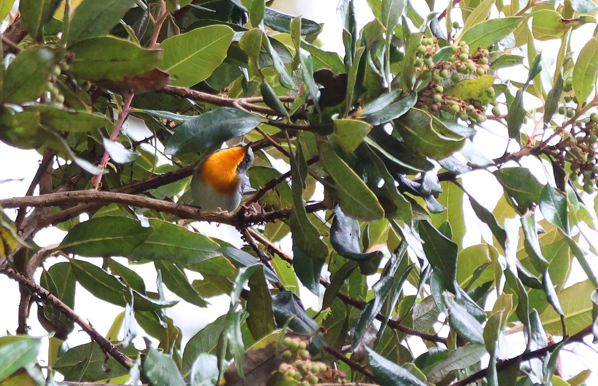Flame-throated Warbler - ML636554452