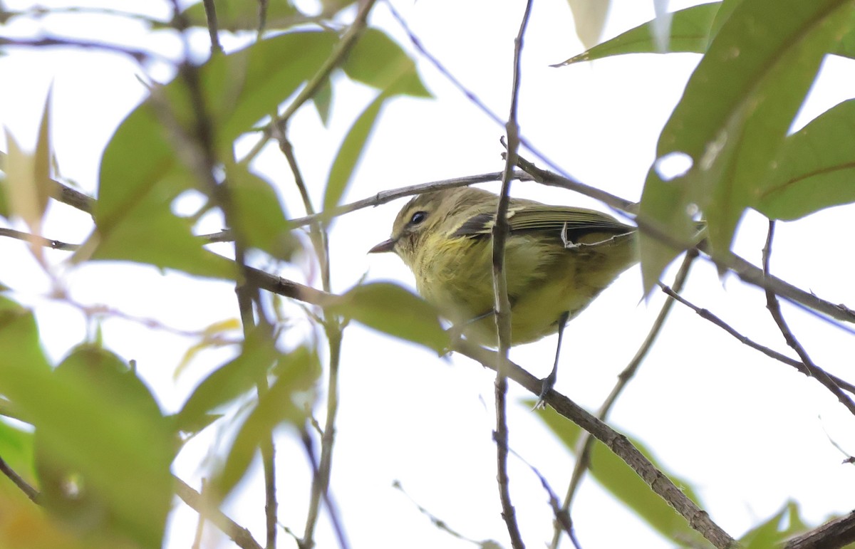 Yellow-winged Vireo - ML636554470