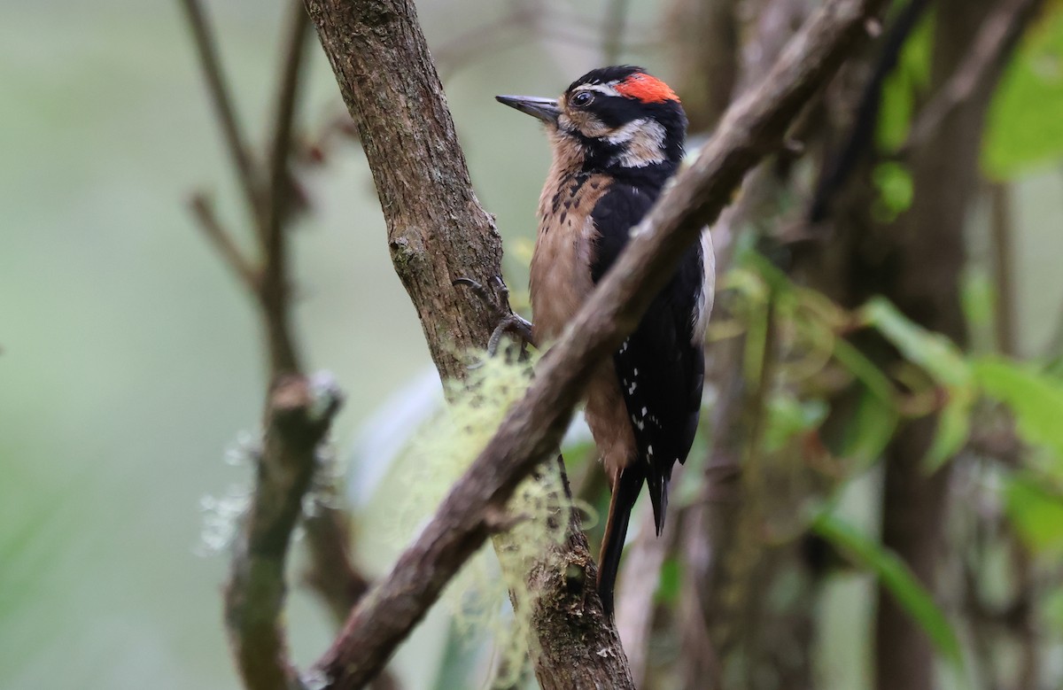Hairy Woodpecker - ML636554480