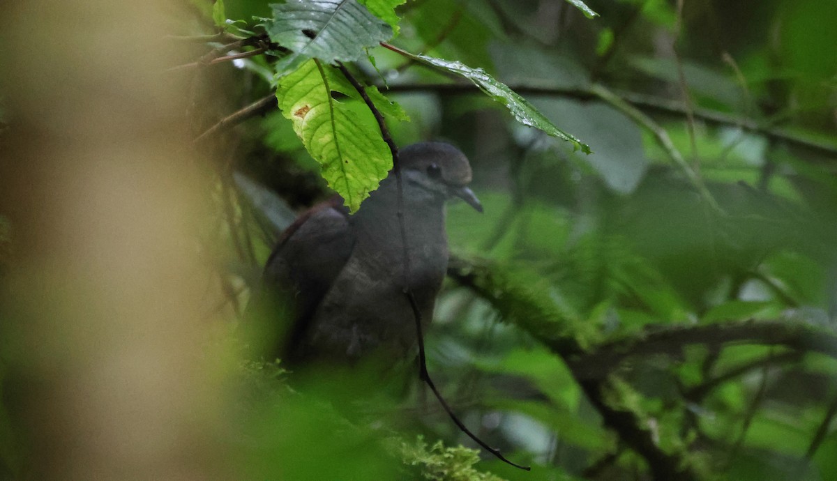 Buff-fronted Quail-Dove - ML636554487