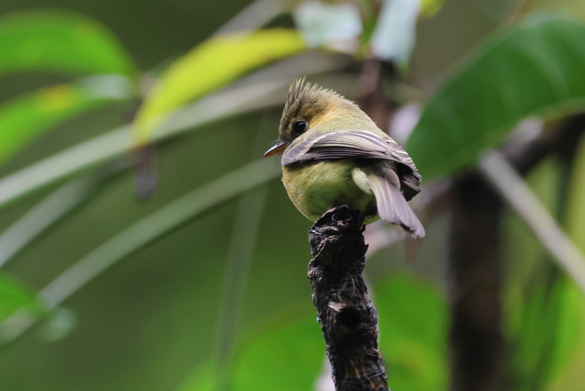 Tufted Flycatcher - ML636554531