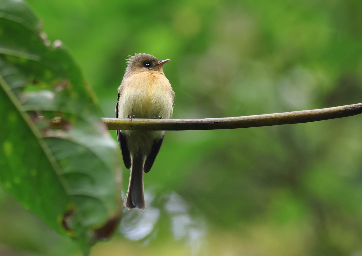 Tufted Flycatcher - ML636554538