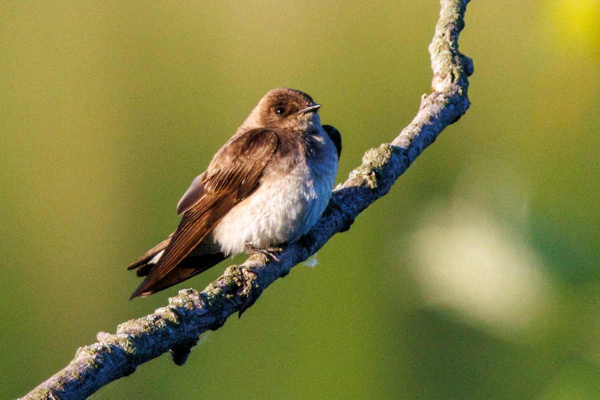 Northern Rough-winged Swallow - ML636554710