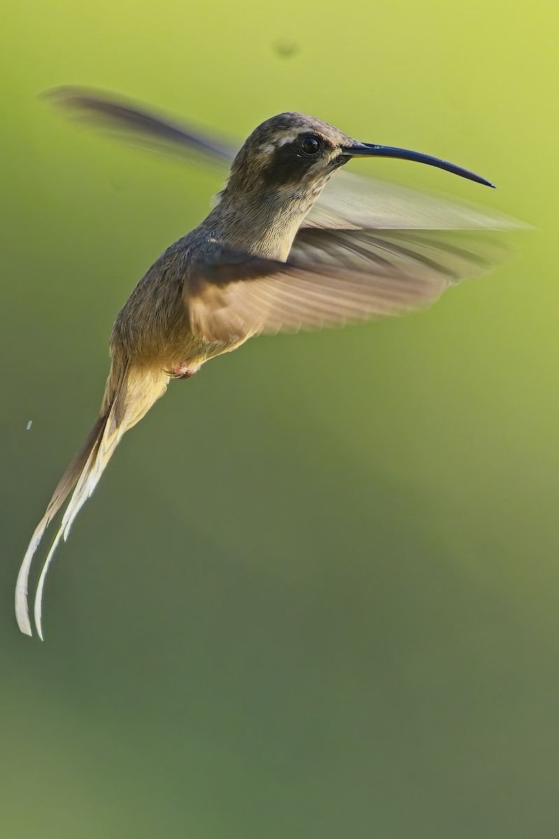 Dusky-throated Hermit - ML636554731