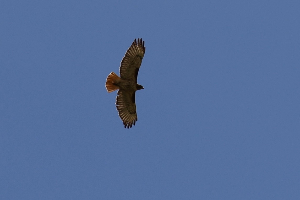 Red-tailed Hawk - ML636554801