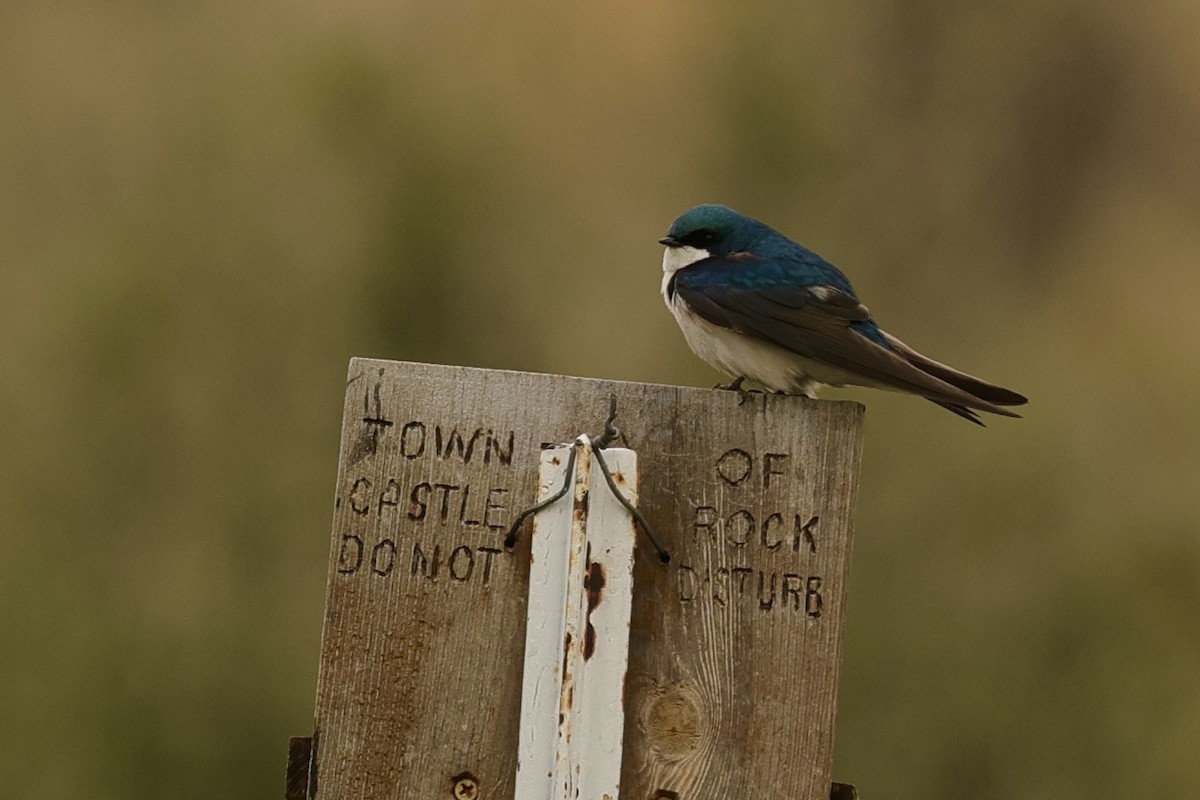 Tree Swallow - ML636554815