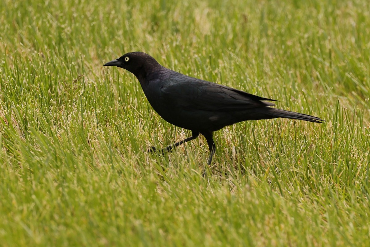 Brewer's Blackbird - ML636554849