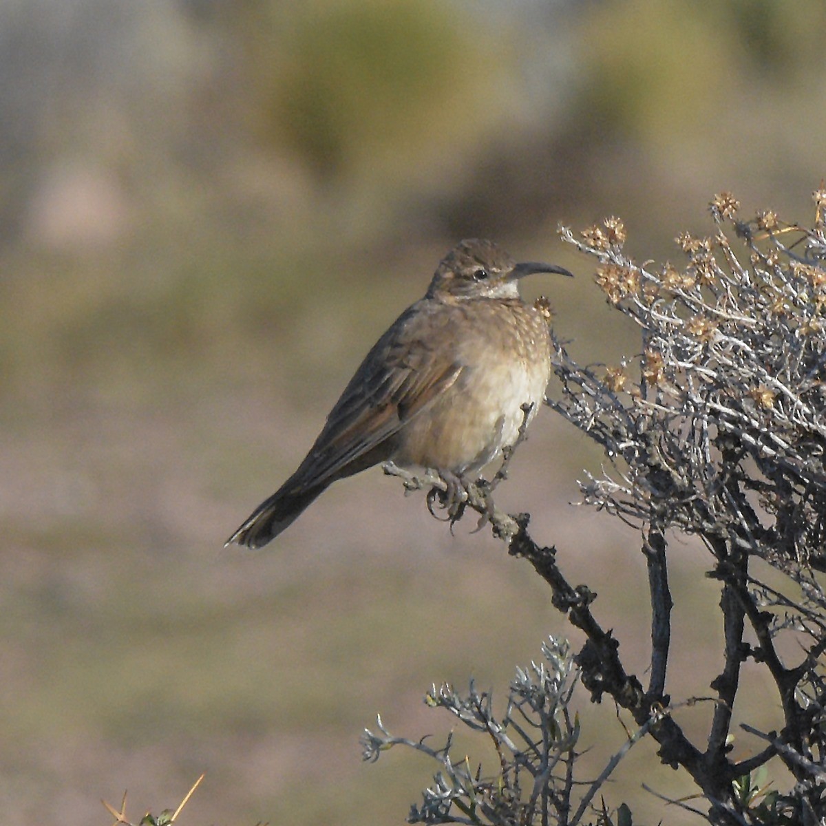 Scale-throated Earthcreeper - ML636554868