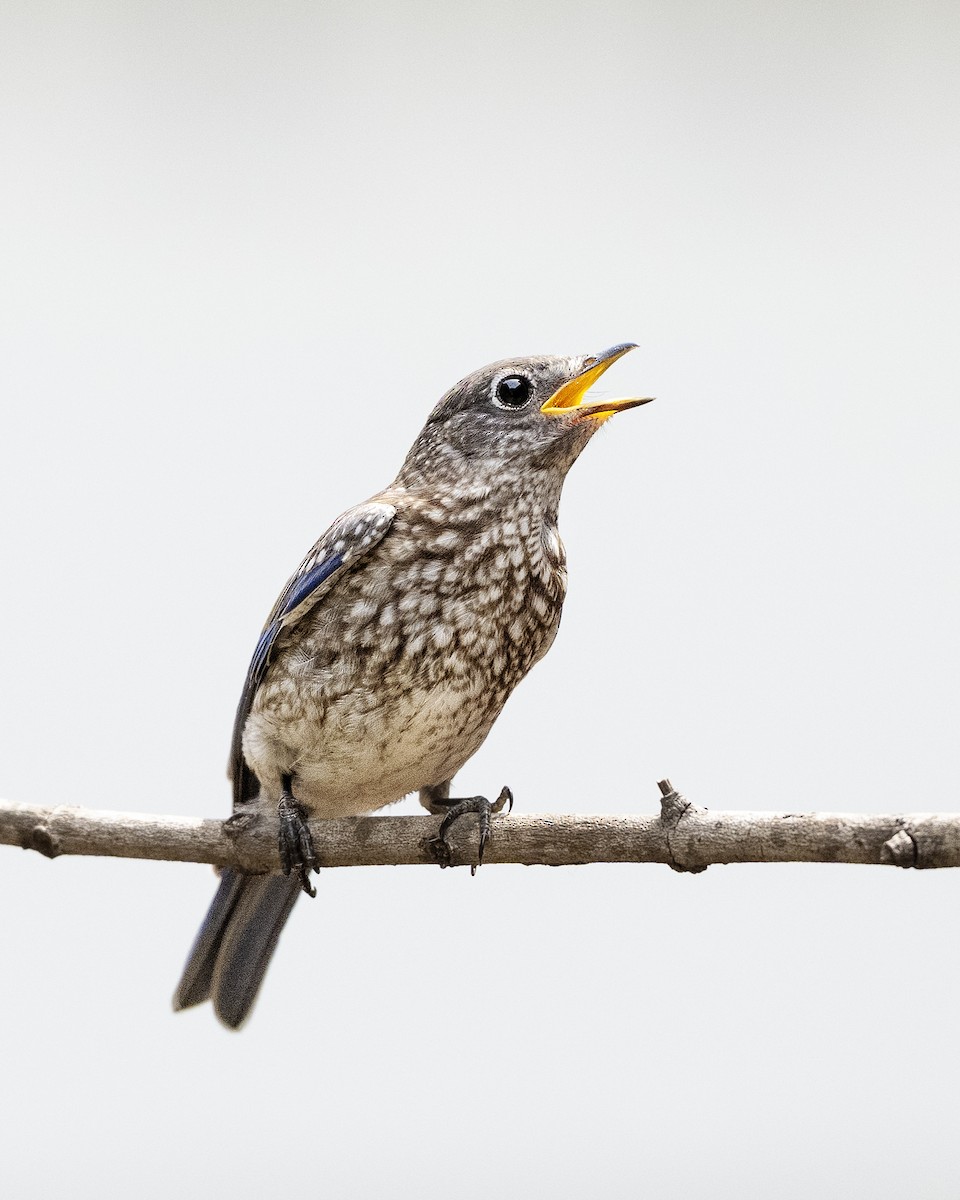 Eastern Bluebird - ML636554869