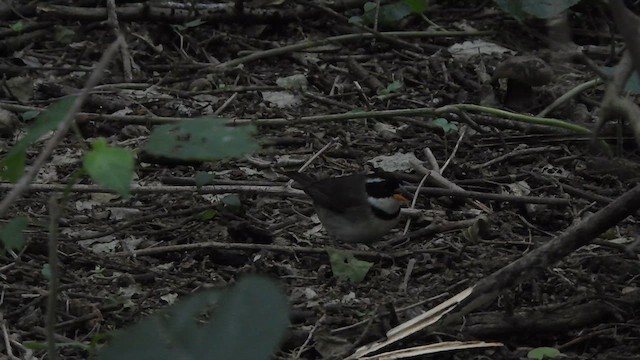 Saffron-billed Sparrow - ML636554884