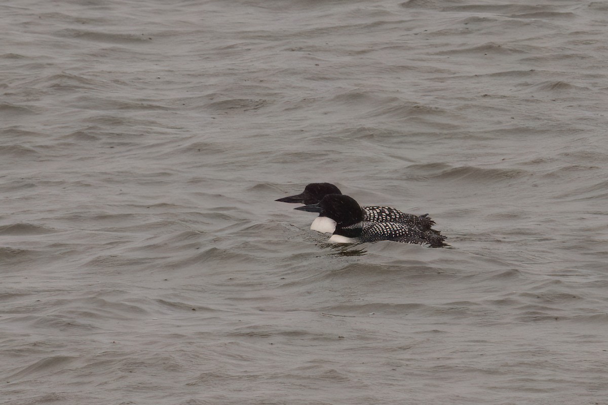 Common Loon - ML636554949