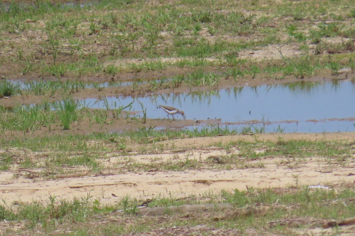 flekksnipe - ML636554990