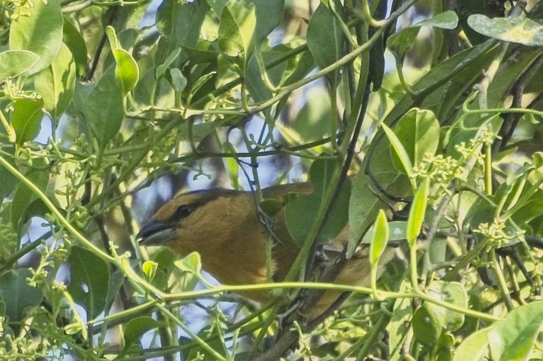 Brown Tanager - ML636555003