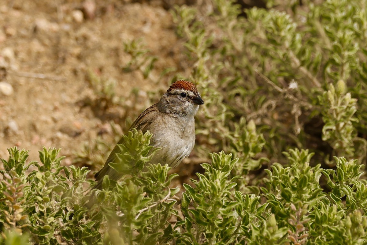 Chipping Sparrow - ML636555078