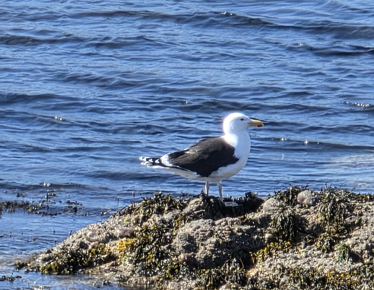 Great Black-backed Gull - ML636555113
