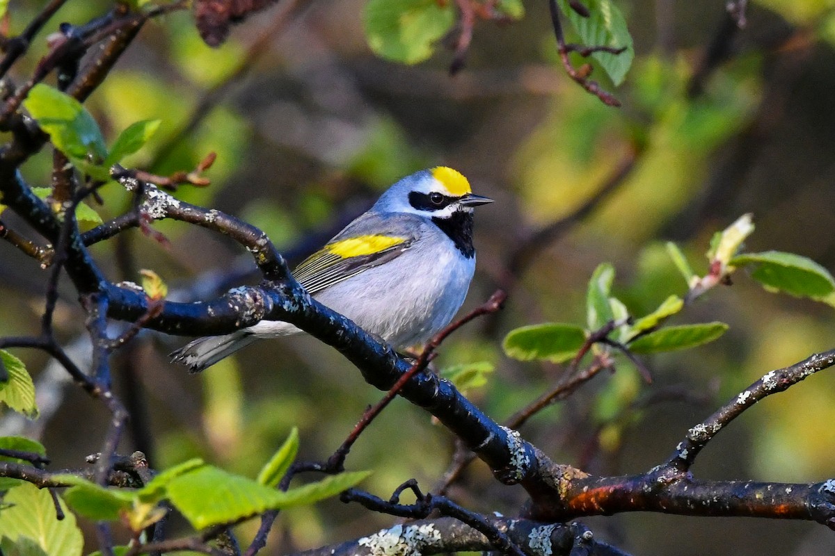 Golden-winged Warbler - Garry Waldram