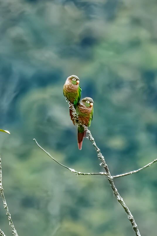 Brown-breasted Parakeet - ML636555130