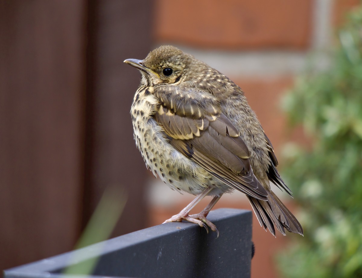 Song Thrush - ML636555152