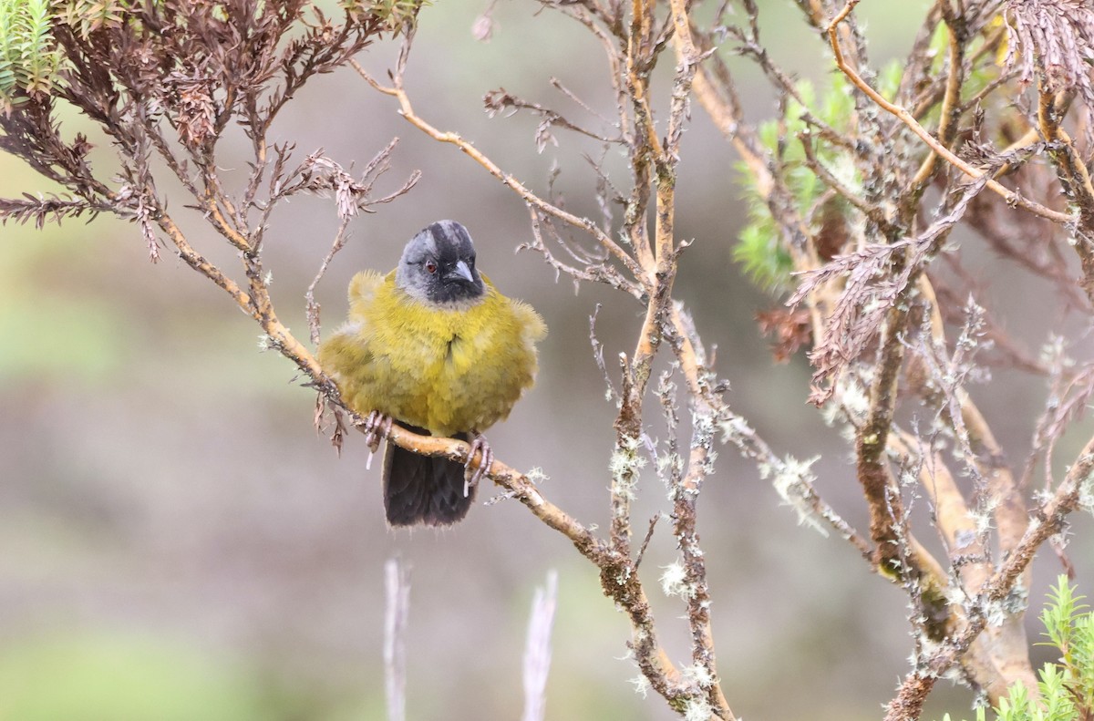 Large-footed Finch - ML636555173