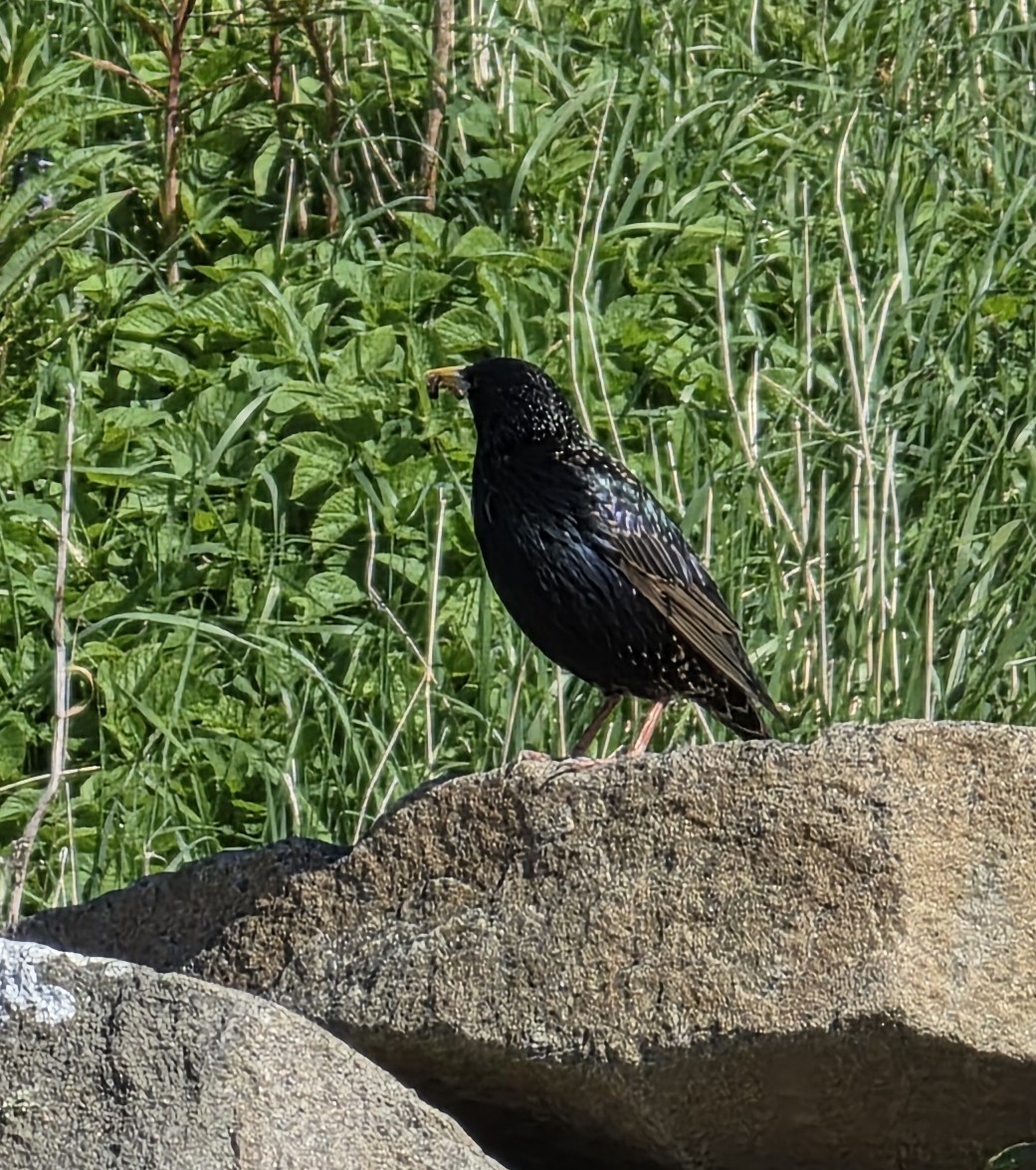European Starling - ML636555177