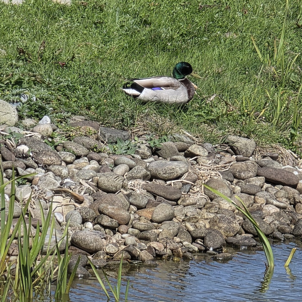 Mallard - ML636555199