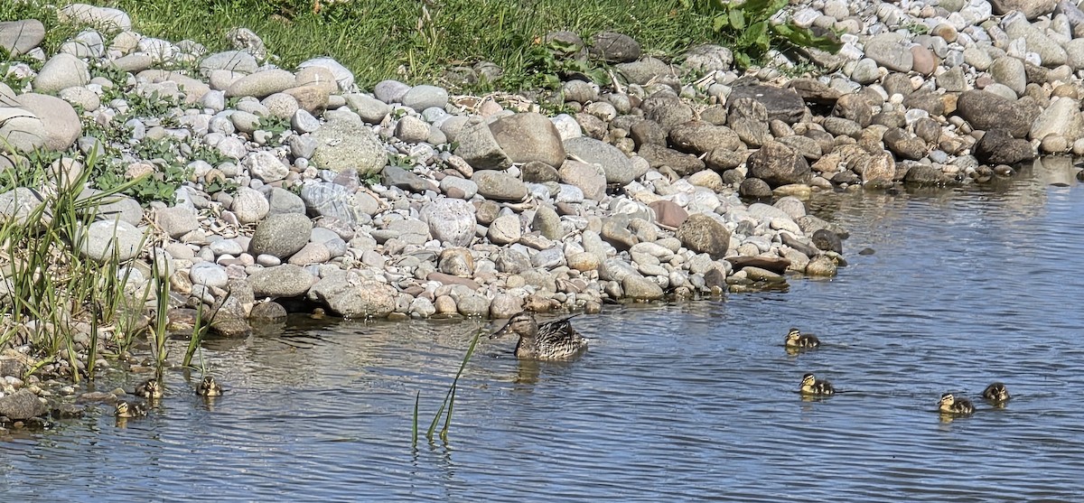 Mallard - ML636555200