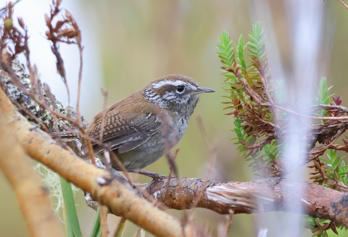 Timberline Wren - ML636555205