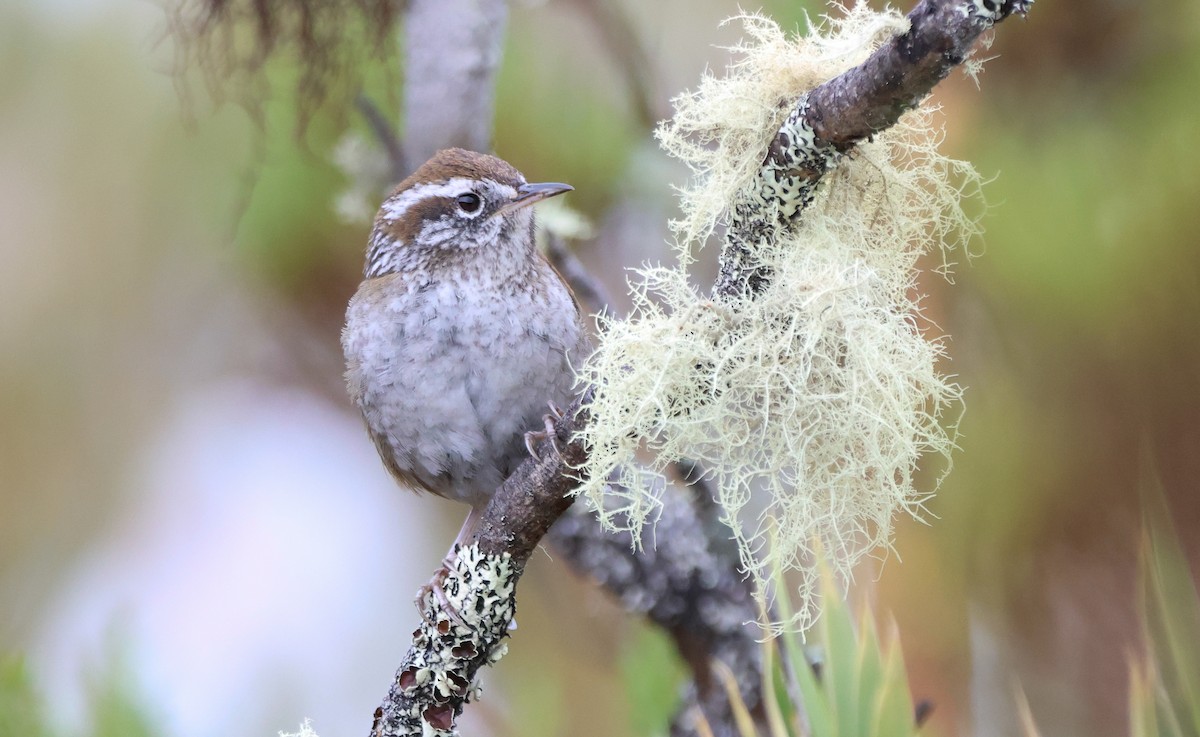 Timberline Wren - ML636555221