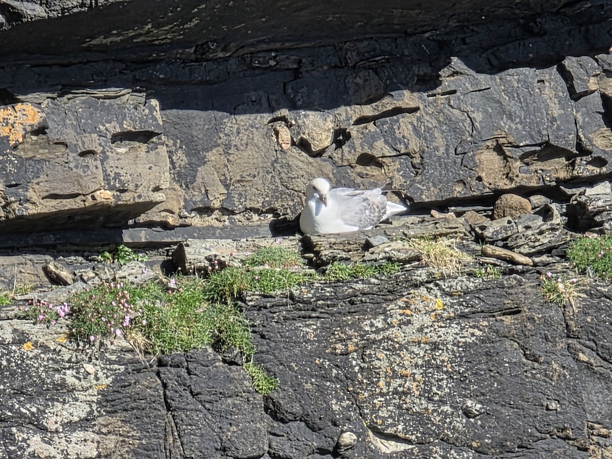 Northern Fulmar - ML636555229