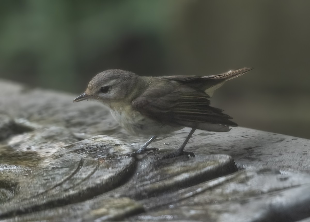 zelenáček západní - ML636555253