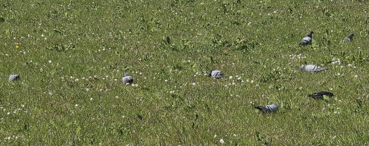 Rock Pigeon (Wild type) - ML636555258