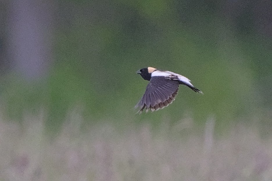 Bobolink - ML636555263