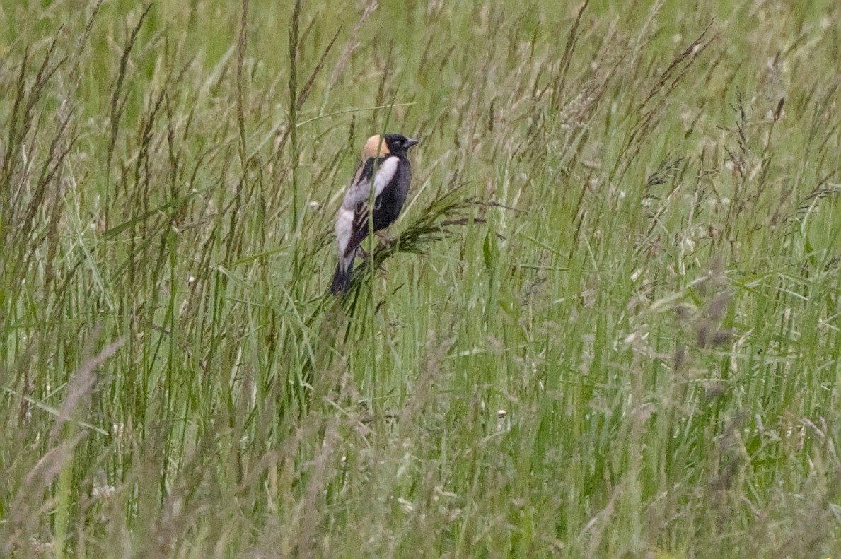 Bobolink - ML636555264