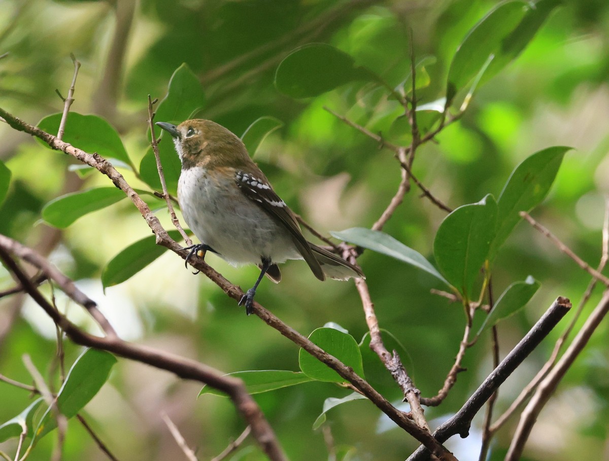 Oahu Elepaio - ML636555319