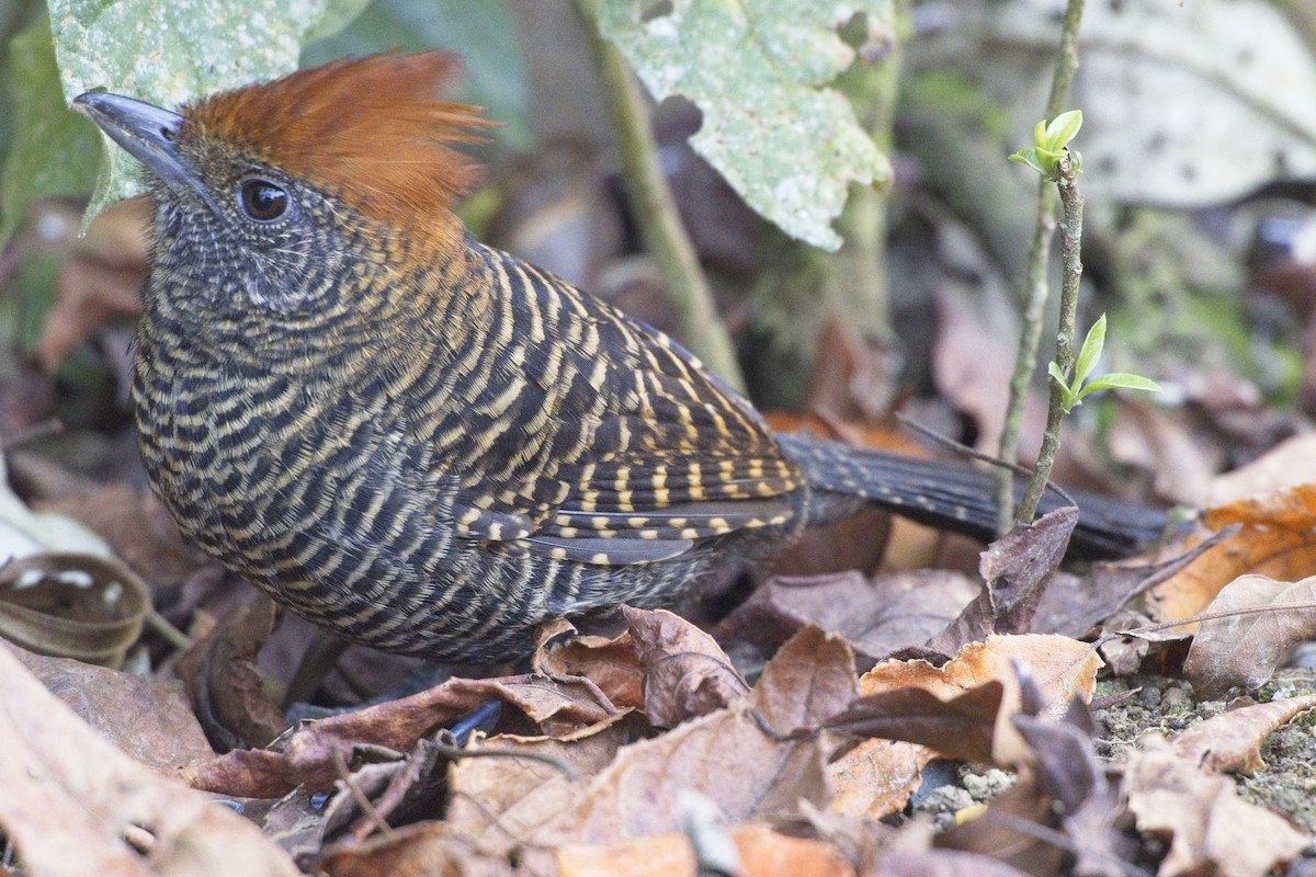 Tufted Antshrike - ML636555338