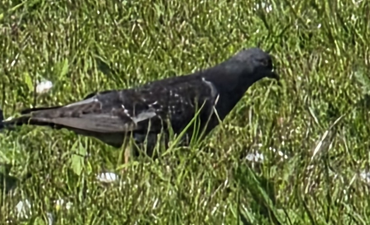 Rock Pigeon (Feral Pigeon) - ML636555358