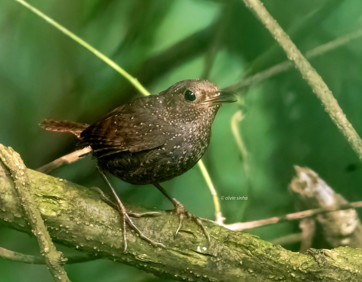 Spotted Elachura - ML636555382