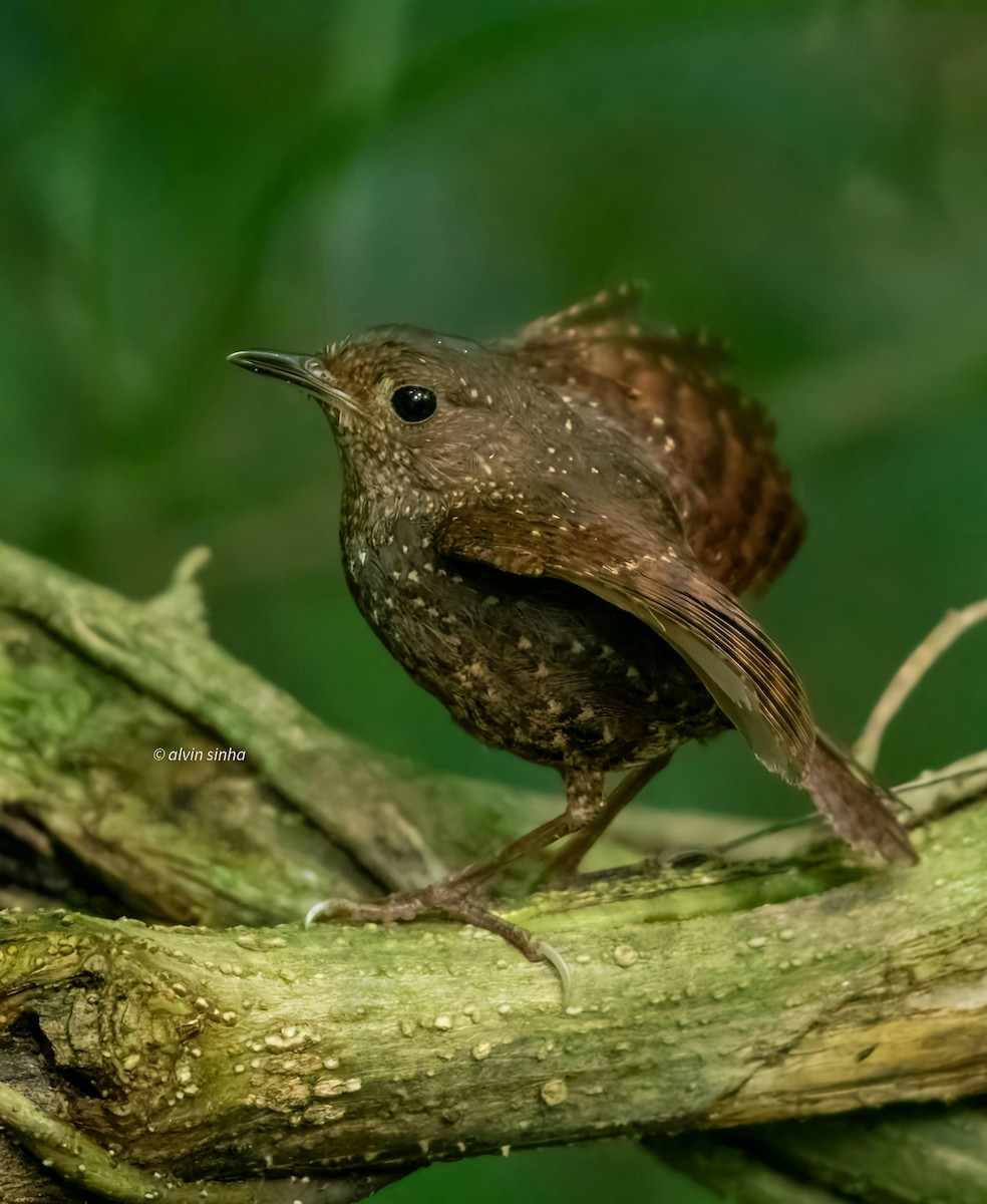 Spotted Elachura - ML636555383