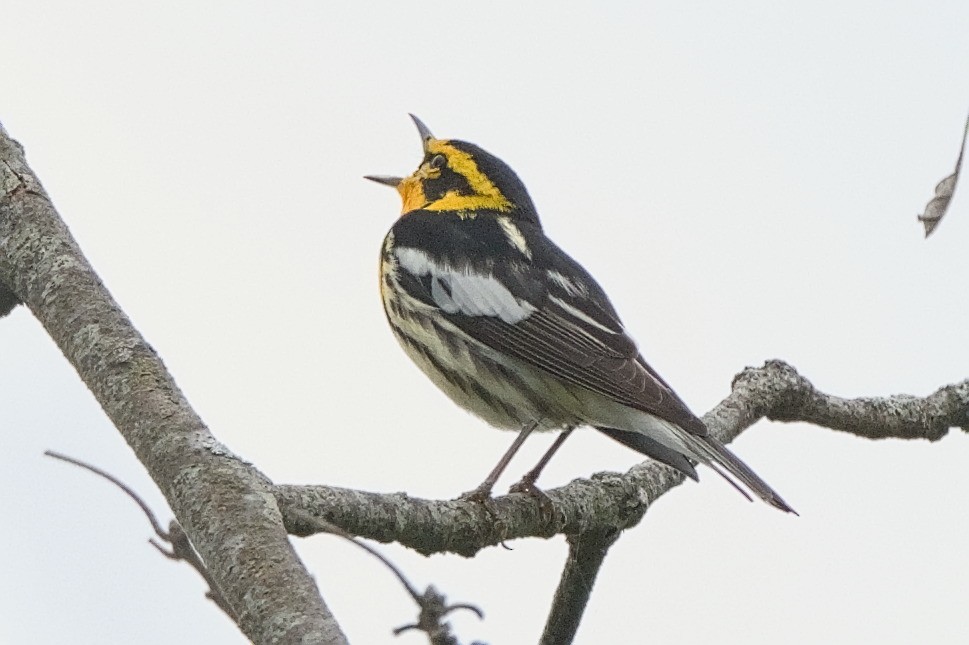 Blackburnian Warbler - ML636555517