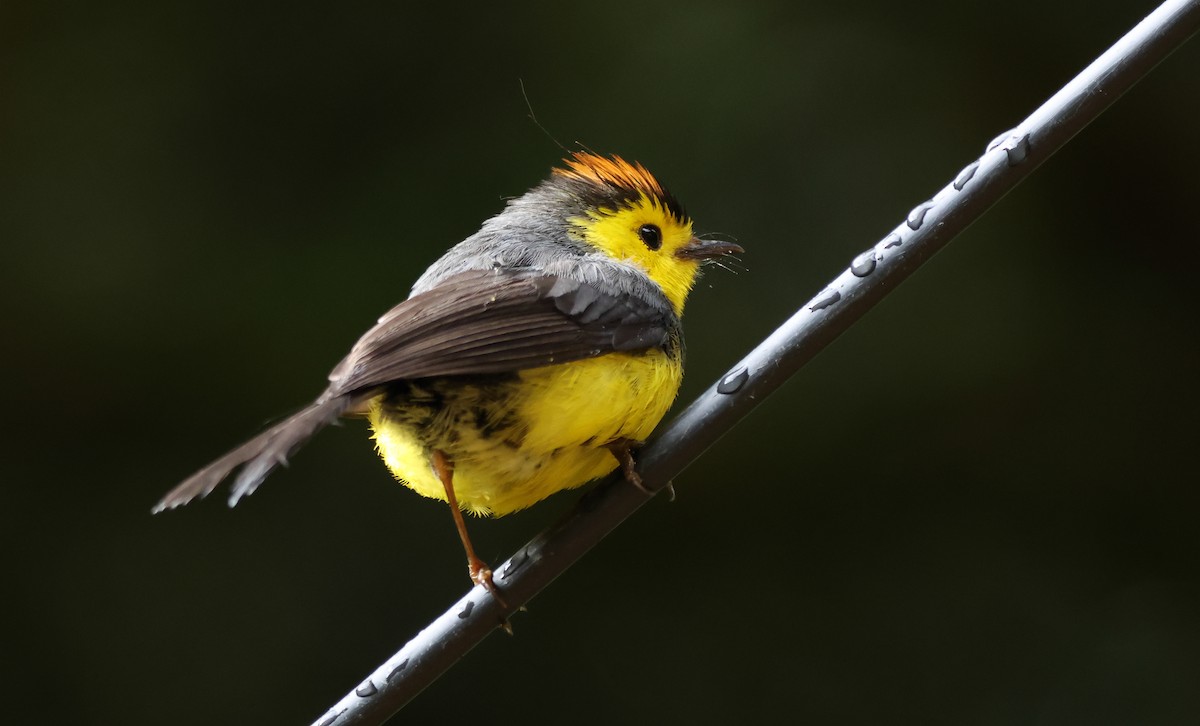 Collared Redstart - ML636555528